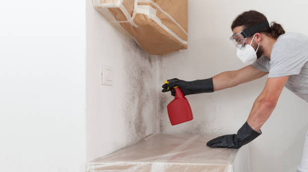 Professional Mold Remediation technician working in Ault, CO